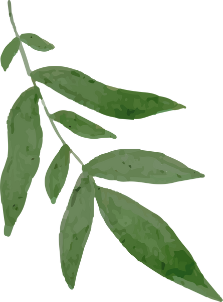 Watercolor Green Leaf Clipart