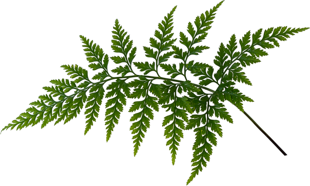 Green Fern