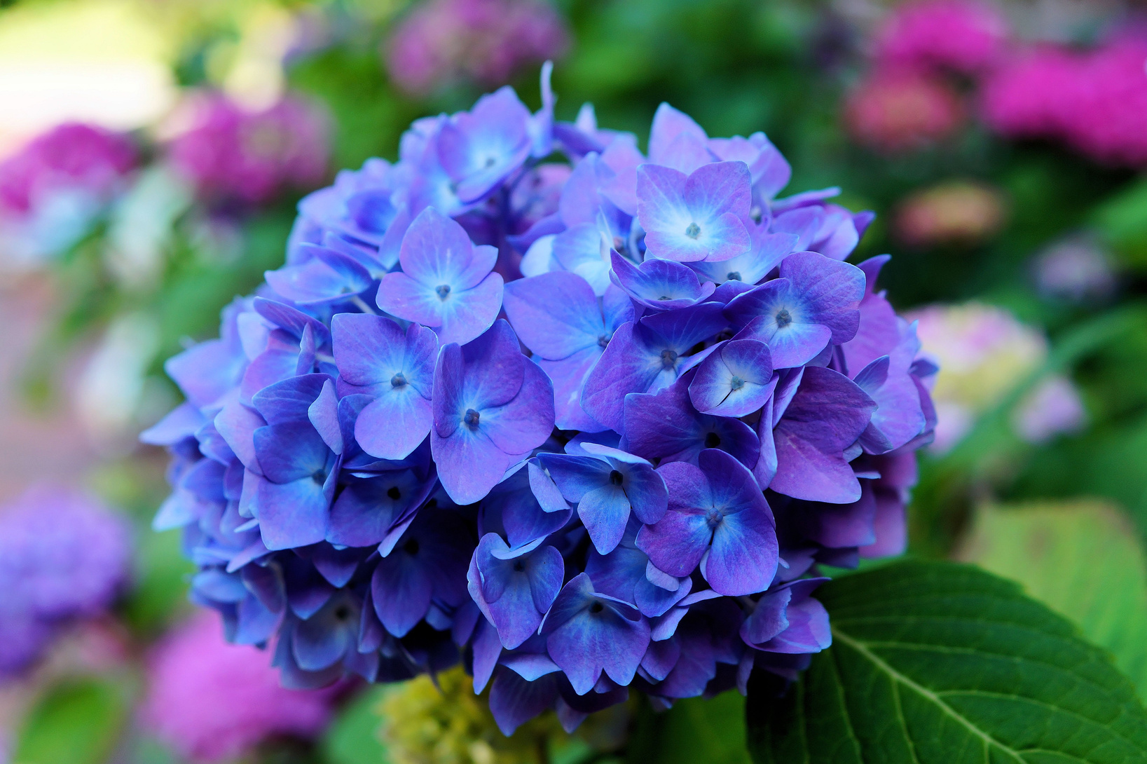 Hydrangea Flowers Blooming