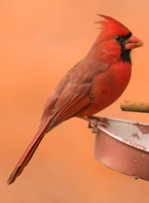 Cardinal