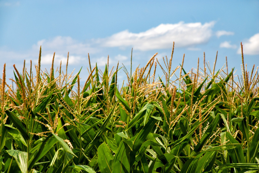 Corn Field in Daylight