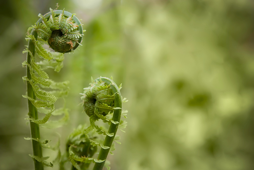 Fiddlehead Ferns